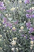 HELICHRYSUM ANGUSTIFOLIUM & NEPETA SIX HILLS GIANT