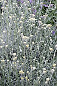 HELICHRYSUM ANGUSTIFOLIUM