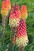 KNIPHOFIA LYNE END