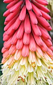 KNIPHOFIA LYNE END