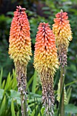 KNIPHOFIA UVARIA