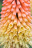 KNIPHOFIA UVARIA