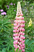 LUPINUS CHATELAINE RUSSELL HYBRID