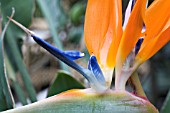 STRELITZIA REGINAE