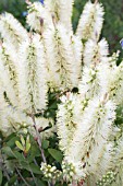 CALLISTEMON PALLIDUS