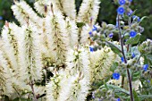 CALLISTEMON PALLIDUS WITH PENTAGLOTTIS SEMPERVIRENS