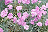 DIANTHUS ROSE DI MAI