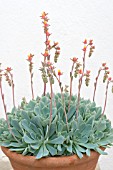 ECHEVERIA ELEGANS