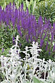 STACHYS BYZANTINA &  SALVIA X SYLVESTRIS MAINACHT