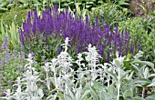 STACHYS BYZANTINA &  SALVIA X SYLVESTRIS MAINACHT