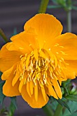 TROLLIUS GOLDEN QUEEN