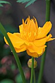 TROLLIUS GOLDEN QUEEN