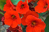 TROPAEOLUM, EMPRESS OF INDIA