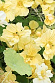 TROPAEOLUM, WHIRLYBIRD CREAM