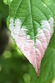 ACTINIDIA KOLOMICTA