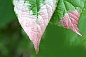 ACTINIDIA KOLOMICTA