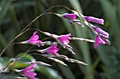 DIERAMA DRACOMOTANUM