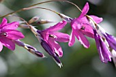 DIERAMA DRACOMOTANUM