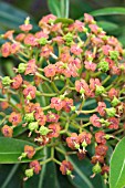 EUPHORBIA MELLIFERA