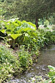 GUNNERA MANICATA