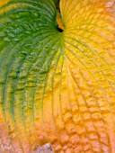 HOSTA SIEBOLDIANA ELEGANS