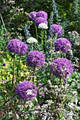 ALLIUM HOLLANDICUM & ANTHRISCUS SYLVESTRIS RAVENSWING WITH ECHIUM