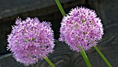 ALLIUM HOLLANDICUM