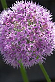 ALLIUM HOLLANDICUM