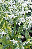 BORAGO OFFICINALIS ALBA