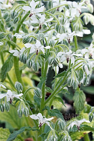 BORAGO_OFFICINALIS_ALBA