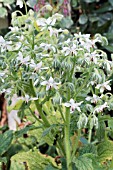 BORAGO OFFICINALIS ALBA