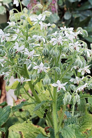 BORAGO_OFFICINALIS_ALBA