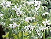 BORAGO OFFICINALIS ALBA