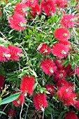 CALLISTEMON CITRINUS