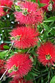 CALLISTEMON CITRINUS