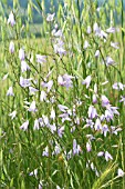 CAMPANULA RAPUNCULUS