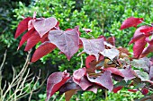 CERCIS CANADENSES FOREST PANSY