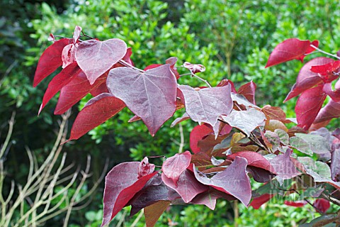 CERCIS_CANADENSES_FOREST_PANSY