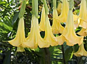 BRUGMANSIA GRAND MARNIER