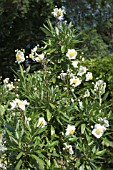 CARPENTERIA CALIFORNICA (AGM)