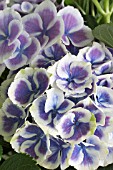 HYDRANGEA HORTENSIS BLUE EARTH BICOLOR HYBRID