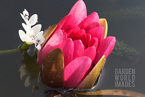 NYMPHAEA_JAMES_BRYDON__APONOGETON_DISTACHYOS