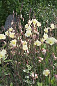 OENOTHERA FRUTICOSA