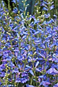 PENSTEMON BLUE ZURICH (ZURIBLAU)