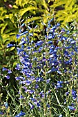 PENSTEMON BLUE ZURICH (ZURIBLAU)