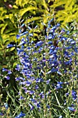 PENSTEMON BLUE ZURICH (ZURIBLAU)