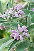 PHLOMIS ITALICA