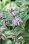 PHLOMIS ITALICA