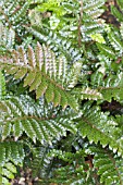 POLYSTICHUM POLYBLEPHARUM