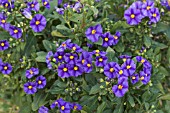 SOLANUM RANTONNETII BLUE FOUNTAIN